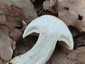 Májusi pereszke (Calocybe gambosa), Budai-hegység